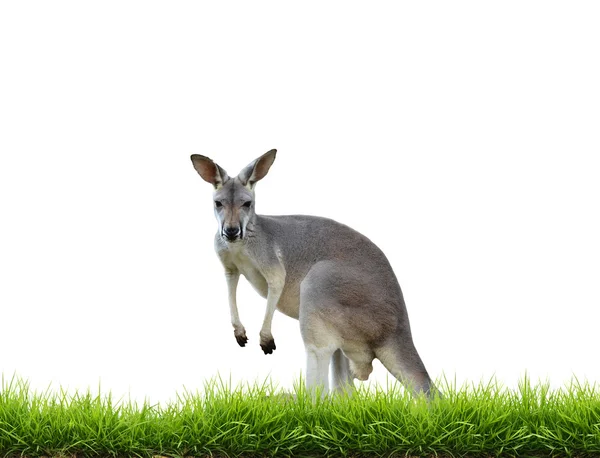 Yeşil çim izole ile gri kanguru — Stok fotoğraf