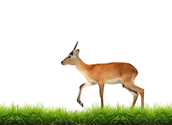 Lechwe rojo con hierba verde aislado — Foto de Stock