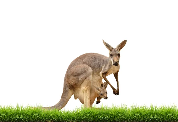 Kangaroo with green grass isolated — Stock Photo, Image