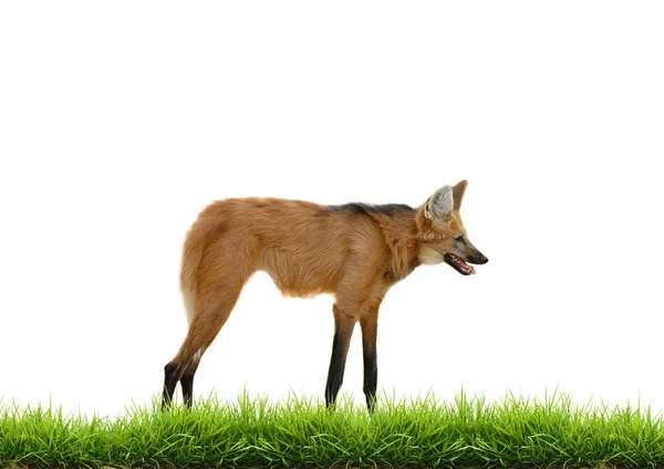 Manenwolf met groen gras geïsoleerd — Stockfoto