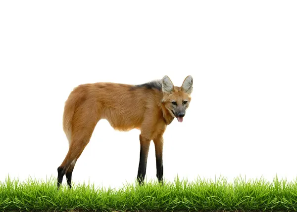 Manenwolf met groen gras geïsoleerd — Stockfoto