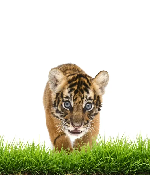 Dziecko bangal Tygrys z zielonej trawy na białym tle — Zdjęcie stockowe