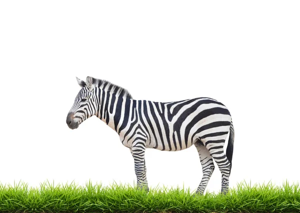 Zebra with green grass isolated — Stock Photo, Image