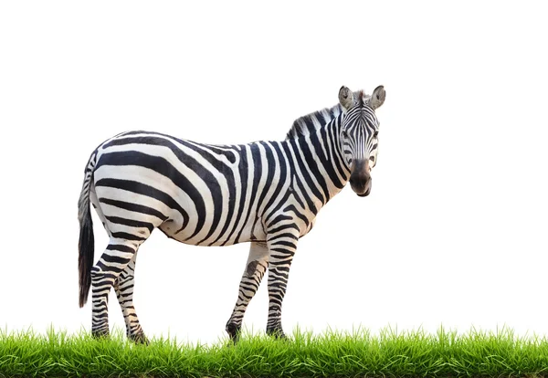 Zebra con erba verde isolata — Foto Stock