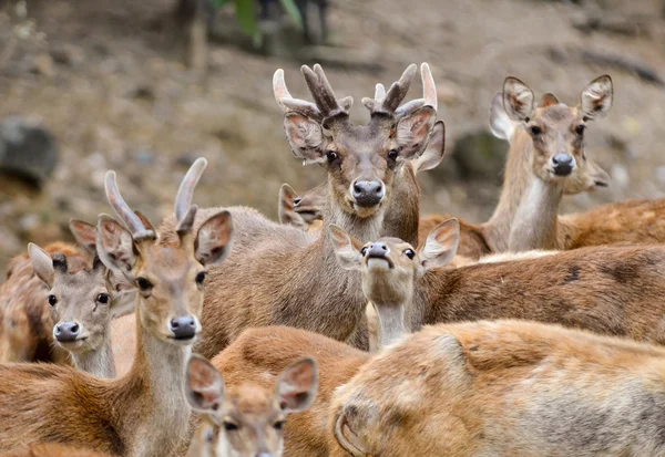 Cervo rusa — Foto Stock