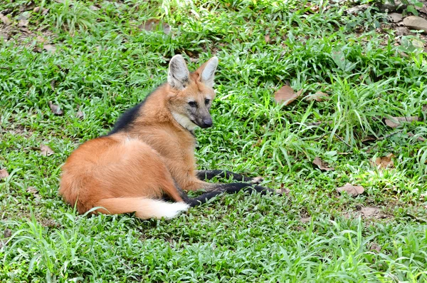 Lobo de crin —  Fotos de Stock