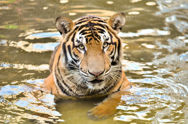 Bengaalse tijger — Stockfoto