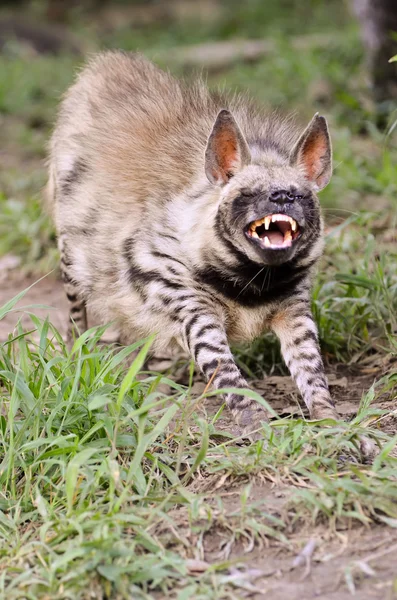 Striped hyena — Stock Photo, Image