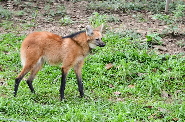 Lobo-guará — Fotografia de Stock