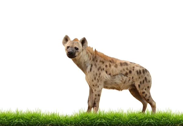 Fläckig hyena med grönt gräs isolerade — Stockfoto