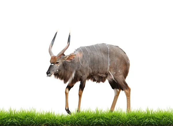 Nyala met groen gras geïsoleerd — Stockfoto