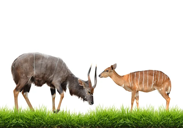 Nyala avec herbe verte isolée — Photo