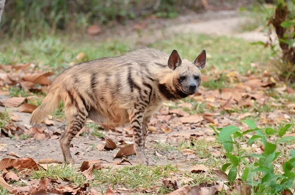 Striped hyena — Stock Photo, Image
