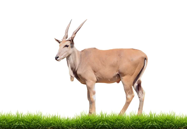 Eland con erba verde isolato — Foto Stock