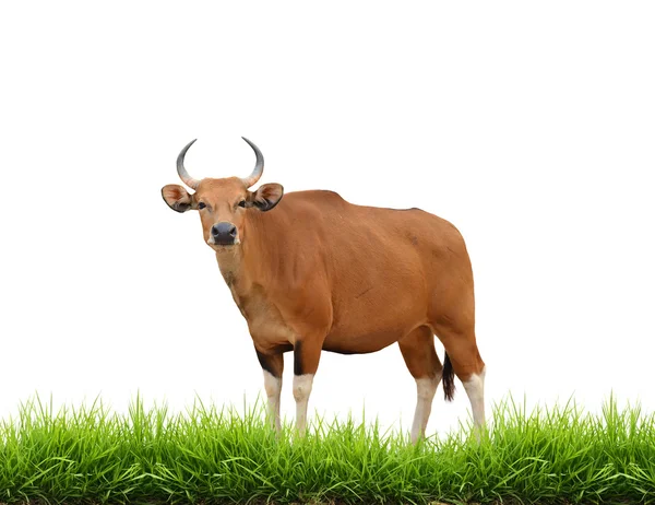 Banteng con hierba verde aislado —  Fotos de Stock