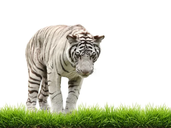 Biały tygrys begal z zielonej trawy na białym tle — Zdjęcie stockowe