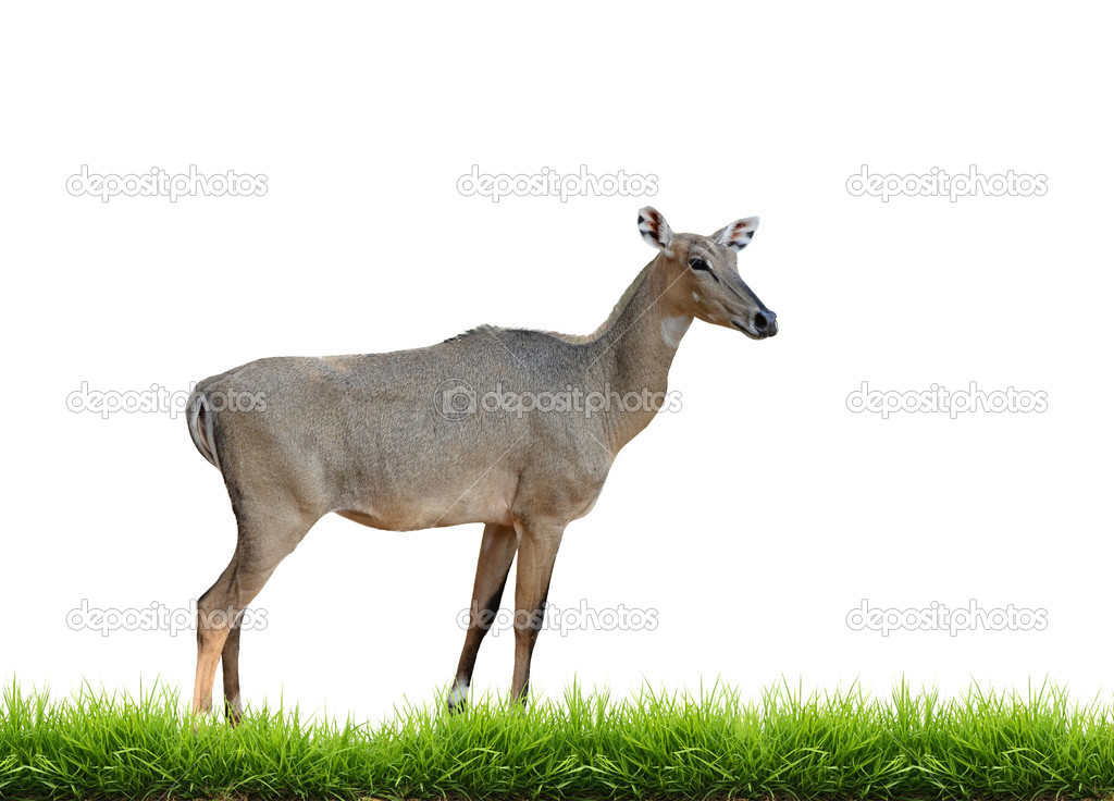 nilgai with green grass isolated
