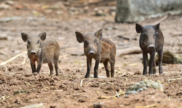 Bebek yaban domuzu — Stok fotoğraf