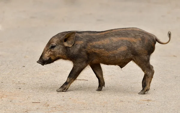 Baby wild boar — Stock Photo, Image