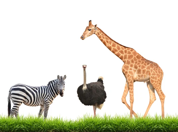Zebra ostrich giraffe with green grass isolated — Stock Photo, Image