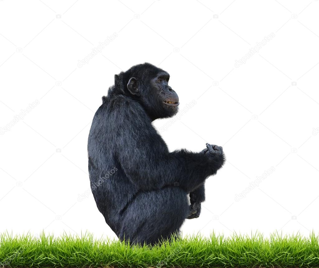 chimpanzee with green grass isolated