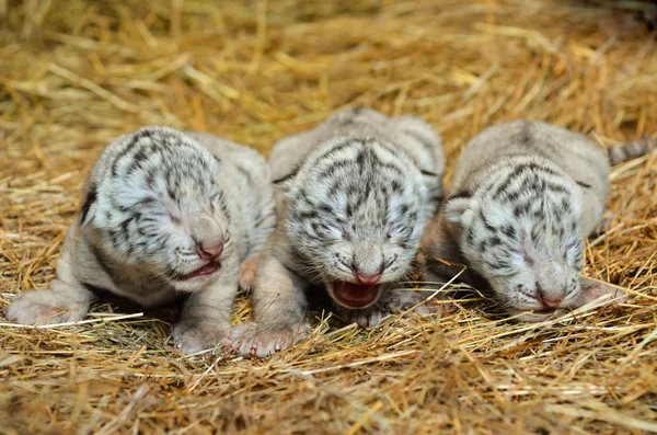 Biały bengal tygrysa cub — Zdjęcie stockowe