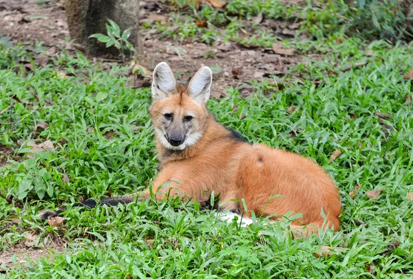 Maned wolf — Stock Photo, Image