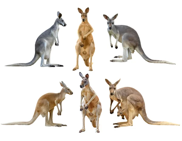 Kangaroo isolerade — Stockfoto