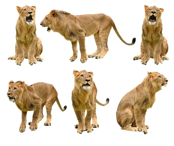 Lion isolerade — Stockfoto