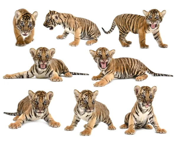 Tygr bengálský Baby izolované — Stock fotografie