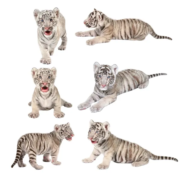 Baby white bengal tiger — Stock Photo, Image