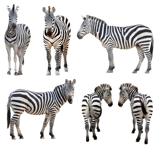 Zebra isoliert — Stockfoto