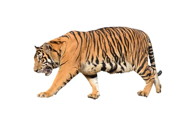 고립 된 벵골 호랑이 — 스톡 사진