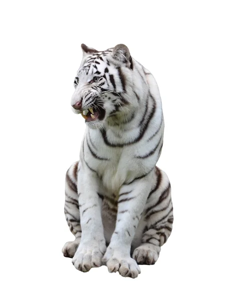 Bílý tygr bengálský izolované — Stock fotografie