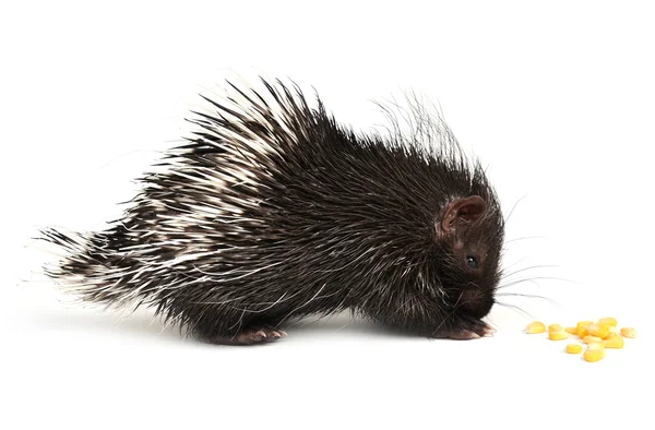 Baby porcupine isolated — Stock Photo, Image