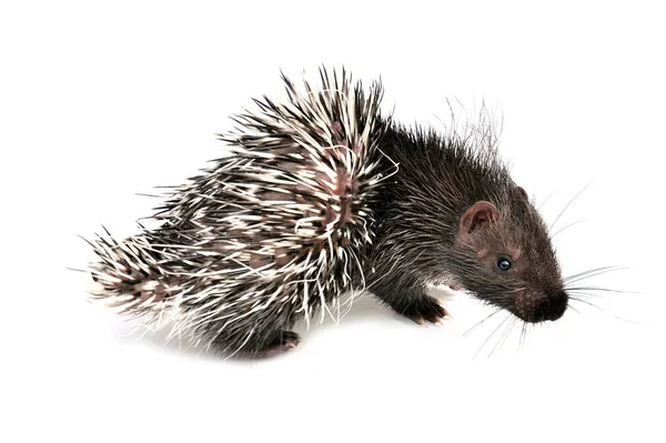 Baby stekelvarken geïsoleerd — Stockfoto