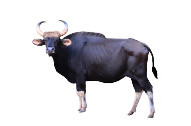 izole gülbay