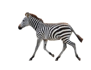 izole zebra