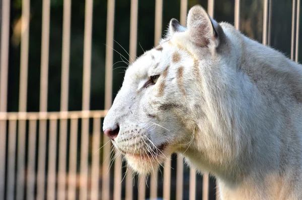 White tiger — Stock Photo, Image