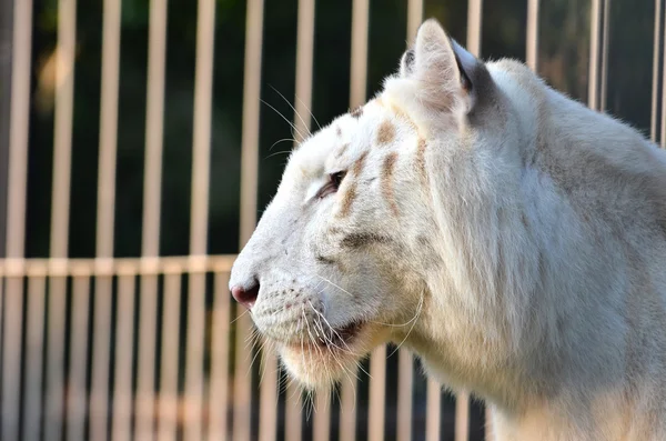 Tigre branco — Fotografia de Stock