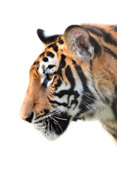 Głowę tygrysa na białym tle — Zdjęcie stockowe