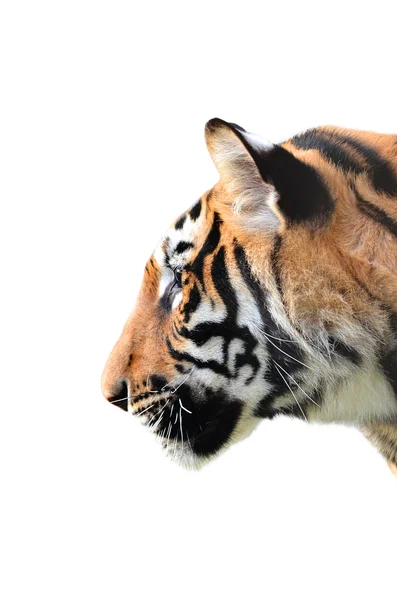Cabeça de tigre isolada — Fotografia de Stock