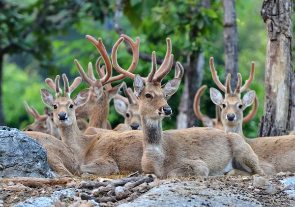 Cervo di Eld — Foto Stock