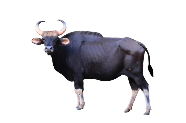 Gaur isolato — Foto Stock