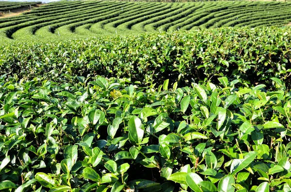Čaj zahradní — Stock fotografie