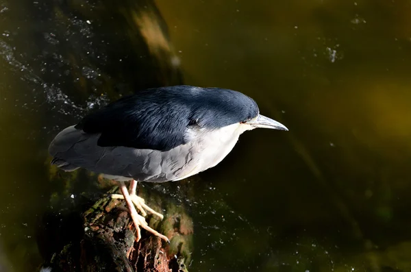 Black - crowned night heron — Stock Photo, Image