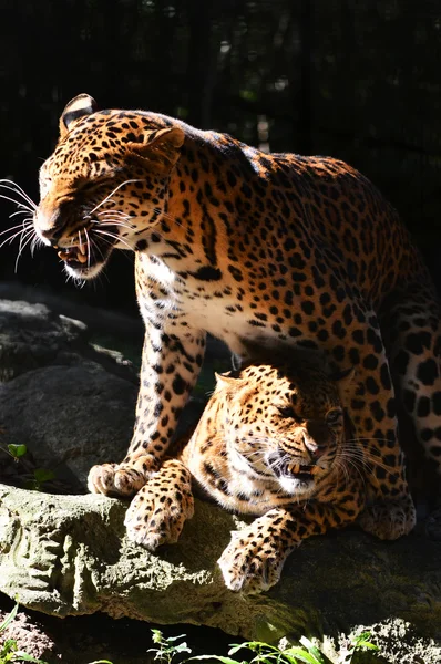 Leopard breeding — Stock Photo, Image