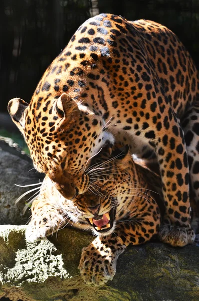 Leopard breeding — Stock Photo, Image