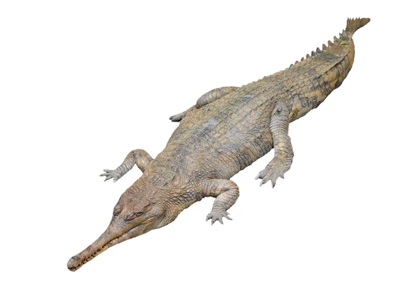 Gavial geïsoleerd — Stockfoto