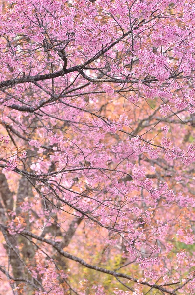 Dziki himalayan wiśniowy kwiat — Zdjęcie stockowe